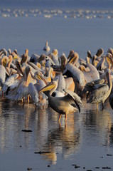 Great White Pelicans (Pelecanus onocrotalus), lake Nakuru
