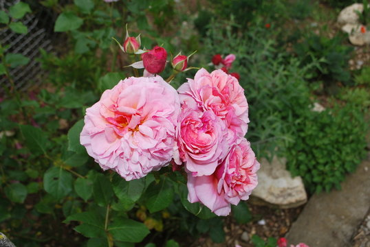 belle roses