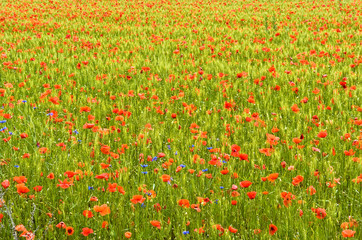 coquelicots