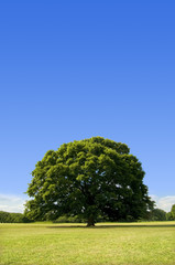 Fototapeta na wymiar Duże drzewa