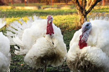close-up white male turkey on grass