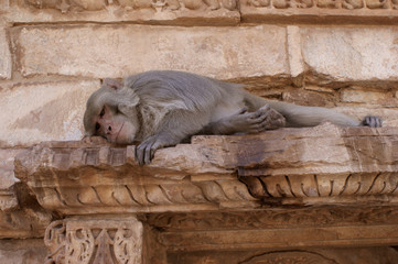 alter Tempelaffe - Hanuman-Langur (Semnopithecus)