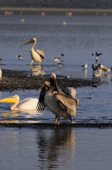 Great White Pelican in Lake Nakuru, Africa, Kenya
