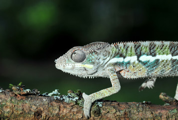 chameleon