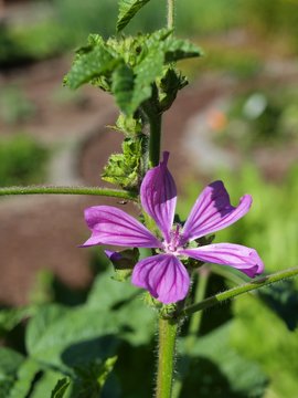 Malve - Malva silvestris