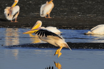 Great White Pelican (Pelecanus onocrotalus), lake Nakuru