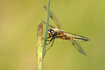 Vierfleck Libelle