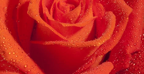 Crédence de cuisine en verre imprimé Macro rose d& 39 amour