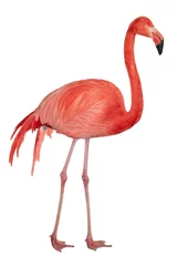 Foto auf Acrylglas Flamingo Amerikanischer Flamingo-Ausschnitt
