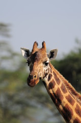 The giraffe (Giraffa camelopardalis) at Masai Mara, Kenya