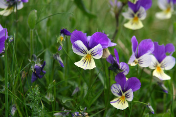 Pens&eacute;es sauvages au Petit Ballon