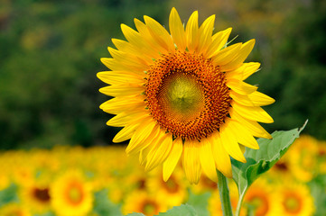 Fototapeta premium Colorful sunflower