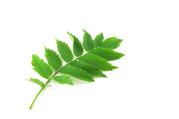 Twig with green leaves