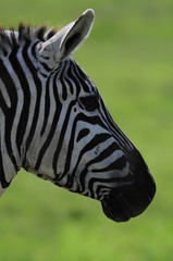 Plains zebra (Equus quagga) at Masai Mara, Kenya