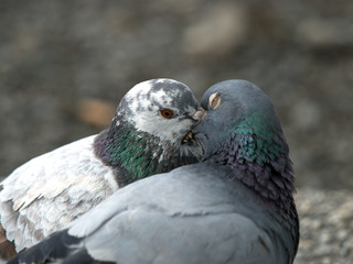 Pigeon