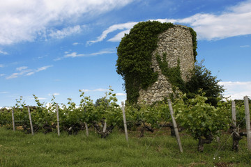 vieille tour dans les vignes
