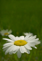 Obraz premium daisy