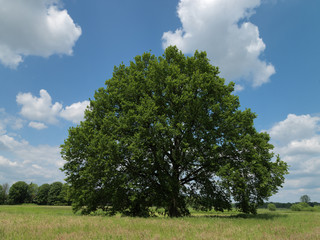 Baum, Eiche