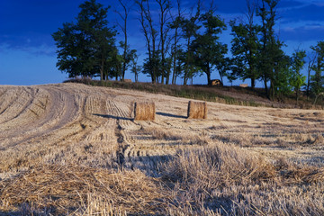 Fototapeta na wymiar Farmers field full of hay bales