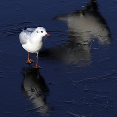 Gull on blue  ice and reflected