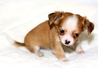 Chihuahua puppy
