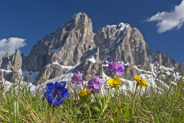 Bergblumen in den Dolomiten - obrazy, fototapety, plakaty
