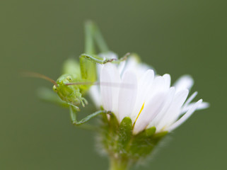 Blossoming field flower  with grasshopper