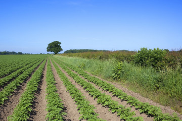 Fototapeta na wymiar potato field