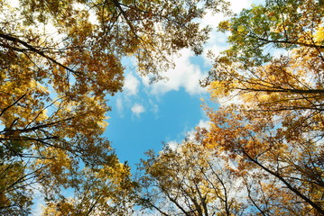 Fototapeta premium Tall golden oak tree tops