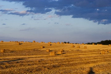 Obraz premium Farmers field full of hay bales