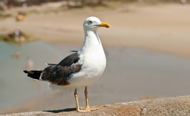 Seagull