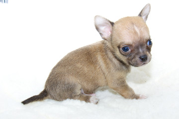 Chihuahua puppy