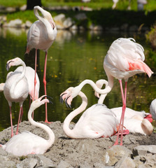Plakaty  stado flamingów