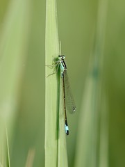 Azurjungfer