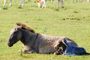 just born little donkey