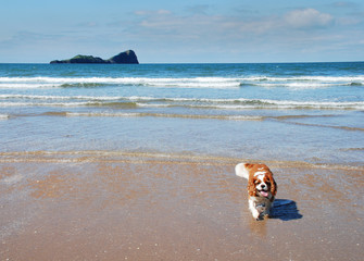 Dog on Beach - 23598880