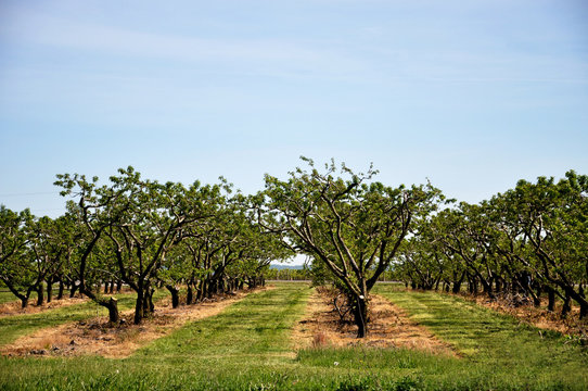 Obstb&auml;ume