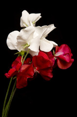 Red and White Sweet Peas