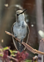 Female Blackchin Hummingbird