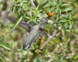 Female Broad-Billed Hummingbird feeding