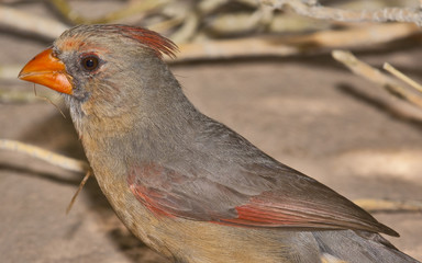 Portrait of a Female Cardinal
