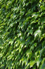 Tło z liści bluszczu