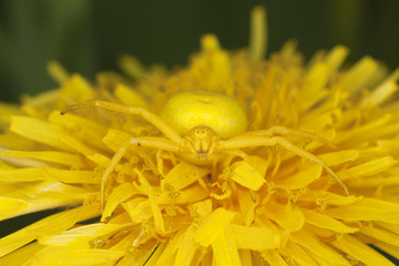 Goldenrod crab spider on dendelion. © Henrik Larsson