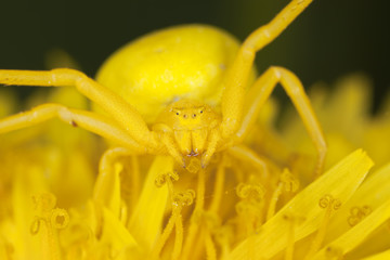 Goldenrod crab spider on dandelion. Macro photo.