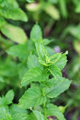 Peppermint Plant