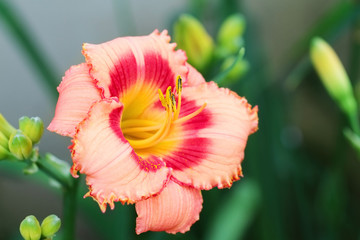 Fototapeta premium Peach Colored Daylily