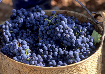 Grapes in a basket