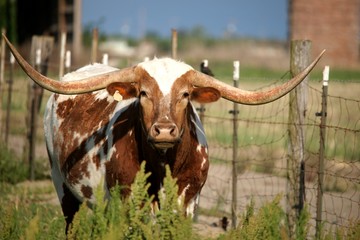 Longhorn cow