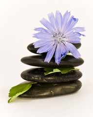 Zen stones and flower