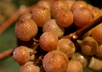 Noble red grapes with thaw drops,
